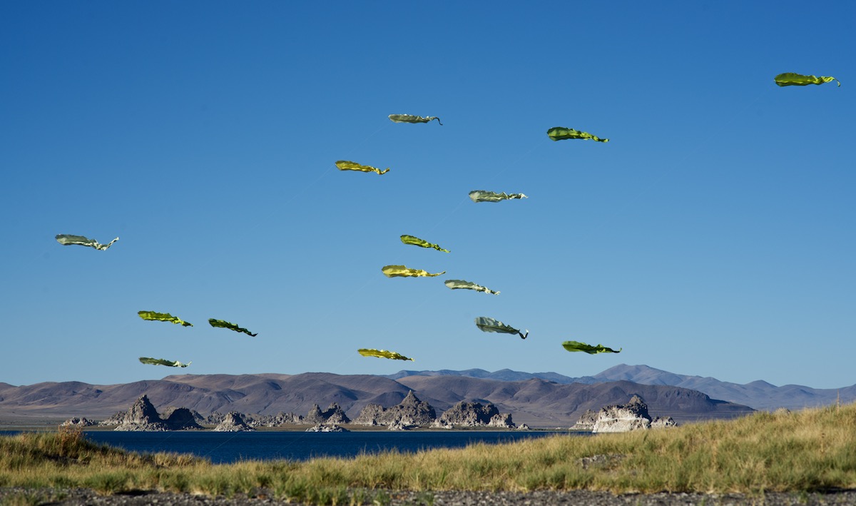 Green silk flowx kites at Pyramid Lake Nevada - photo by tim elverston