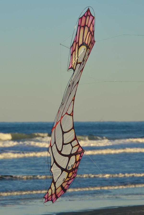 ColorWing Flame flying toward the camera at anastasia secret kite festival at golden hour