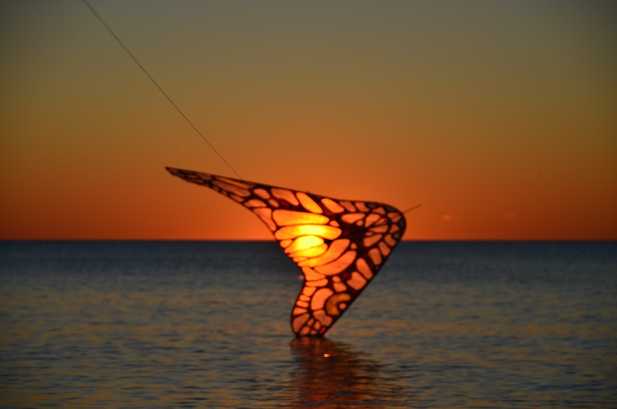 ColorWing Morpho with sunset over the gulf of mexico